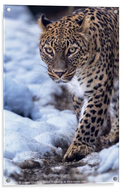 Persian leopard (Panthera pardus saxicolor) in winter. Acrylic by Lubos Chlubny