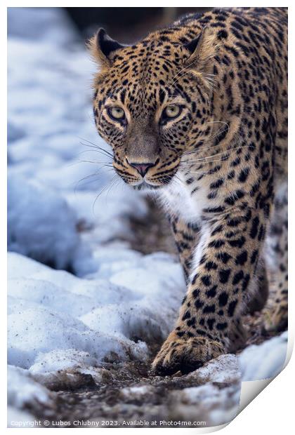 Persian leopard (Panthera pardus saxicolor) in winter. Print by Lubos Chlubny