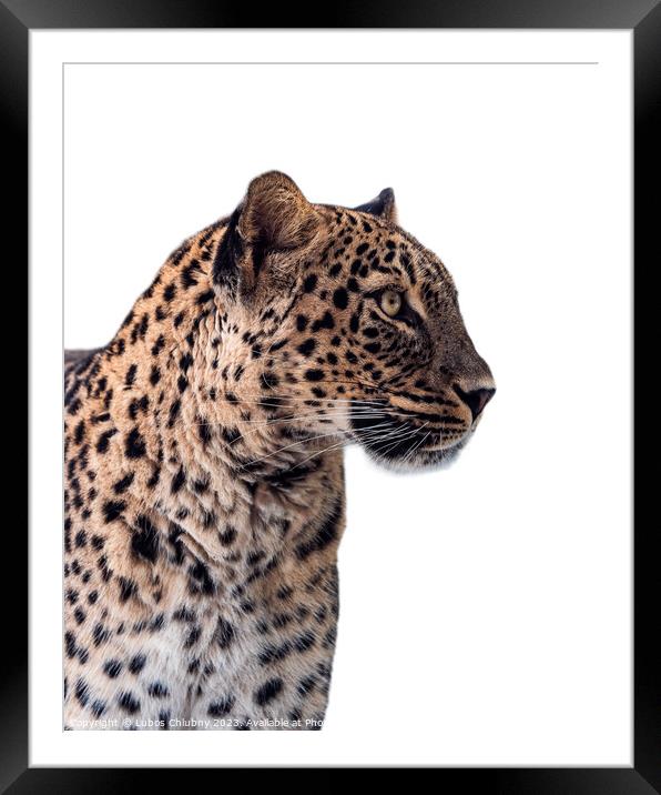 Persian leopard (Panthera pardus saxicolor) isolated on white ba Framed Mounted Print by Lubos Chlubny