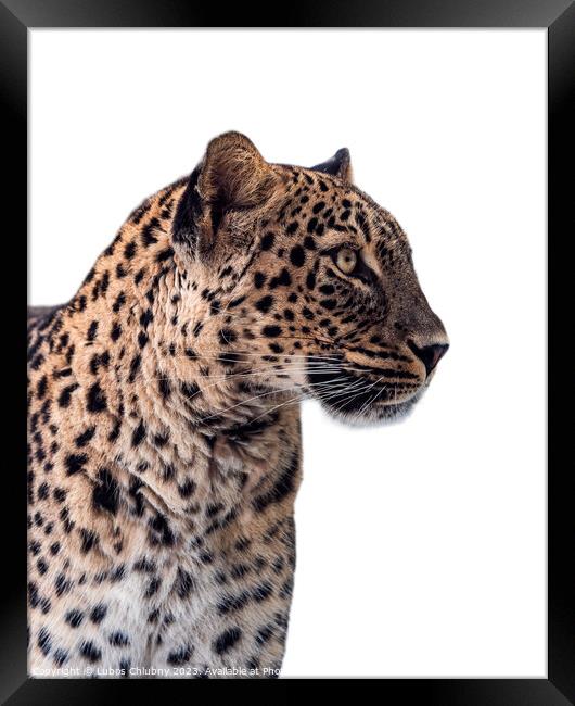 Persian leopard (Panthera pardus saxicolor) isolated on white ba Framed Print by Lubos Chlubny