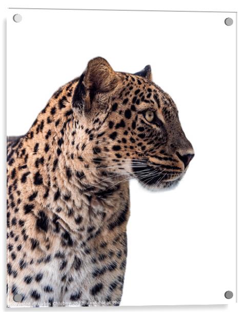 Persian leopard (Panthera pardus saxicolor) isolated on white ba Acrylic by Lubos Chlubny