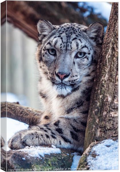 Portrait of a snow leopard in winter Canvas Print by Lubos Chlubny