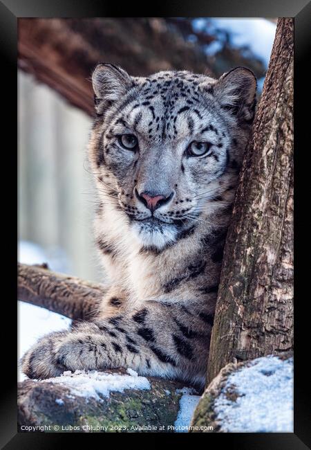 Portrait of a snow leopard in winter Framed Print by Lubos Chlubny