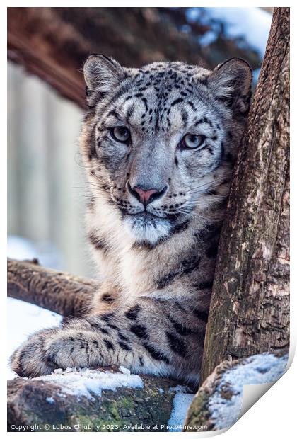 Portrait of a snow leopard in winter Print by Lubos Chlubny
