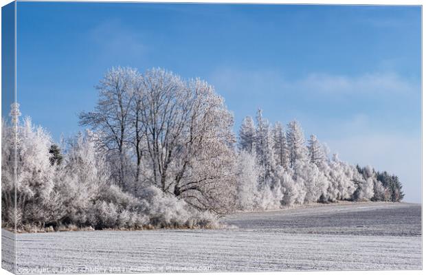 Winter landscape with trees covered with hoarfrost Canvas Print by Lubos Chlubny