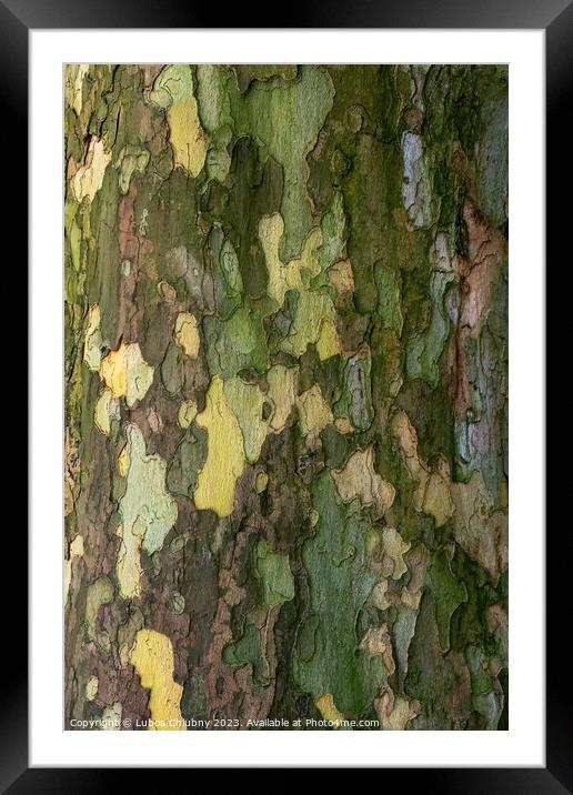 Bark of plane tree (Platanus acerifolia). Surface of sycamore. B Framed Mounted Print by Lubos Chlubny