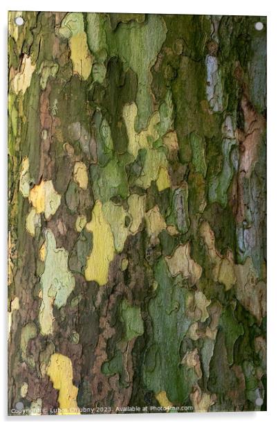 Bark of plane tree (Platanus acerifolia). Surface of sycamore. B Acrylic by Lubos Chlubny