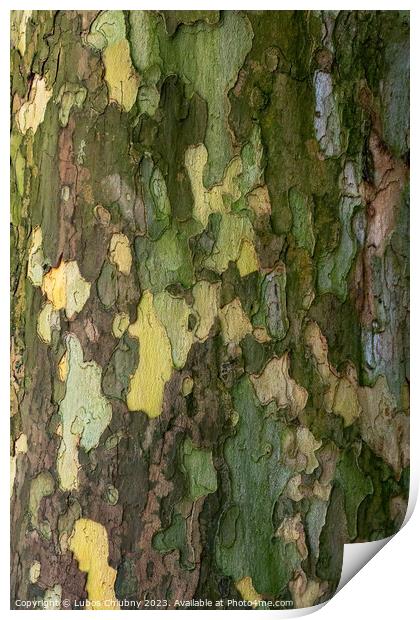 Bark of plane tree (Platanus acerifolia). Surface of sycamore. B Print by Lubos Chlubny