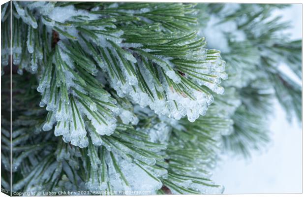 Green pine needles covered with ice Canvas Print by Lubos Chlubny
