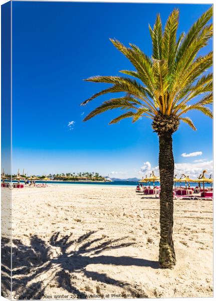 Alcudia beach  Canvas Print by Alex Winter