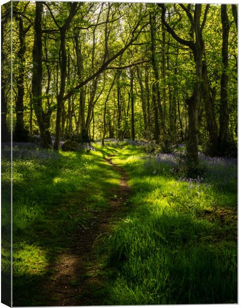 The Bluebell Path Canvas Print by James Elkington