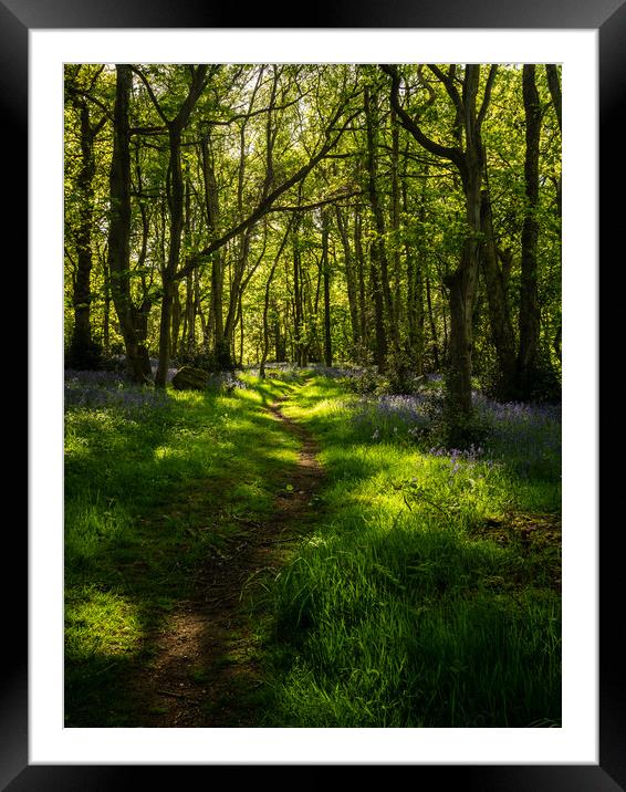 The Bluebell Path Framed Mounted Print by James Elkington