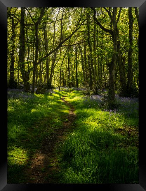 The Bluebell Path Framed Print by James Elkington