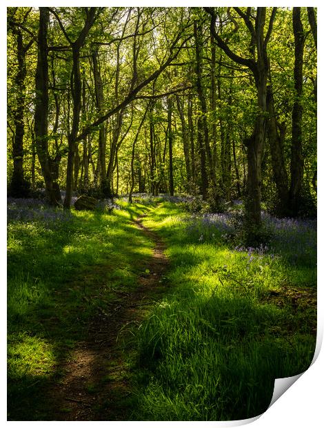 The Bluebell Path Print by James Elkington