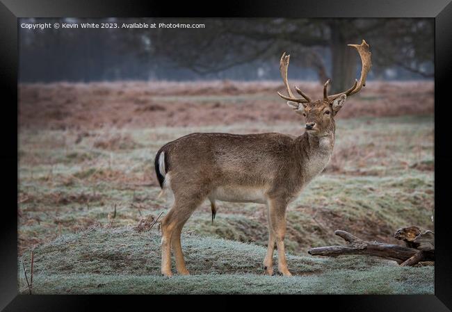 Young stag has spotted a female deer Framed Print by Kevin White