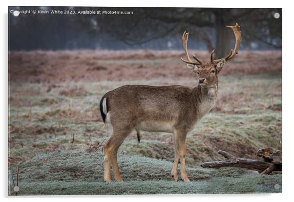 Young stag has spotted a female deer Acrylic by Kevin White