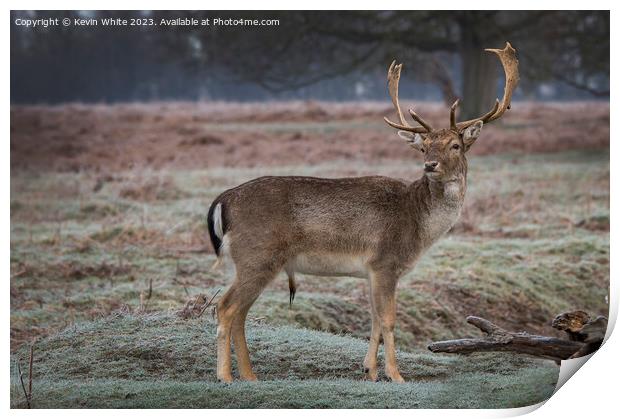Young stag has spotted a female deer Print by Kevin White