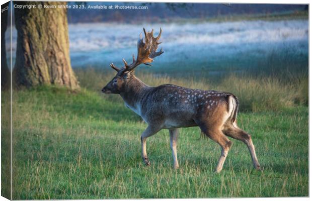 Rutting stag in search of a female Canvas Print by Kevin White