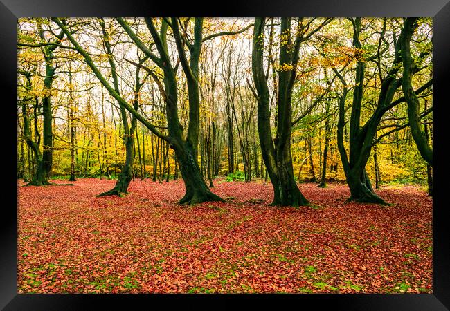 Autumn Woods Framed Print by James Elkington