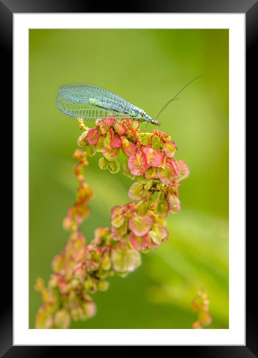 lacewing (Chrysoperla carnea) Framed Mounted Print by chris smith