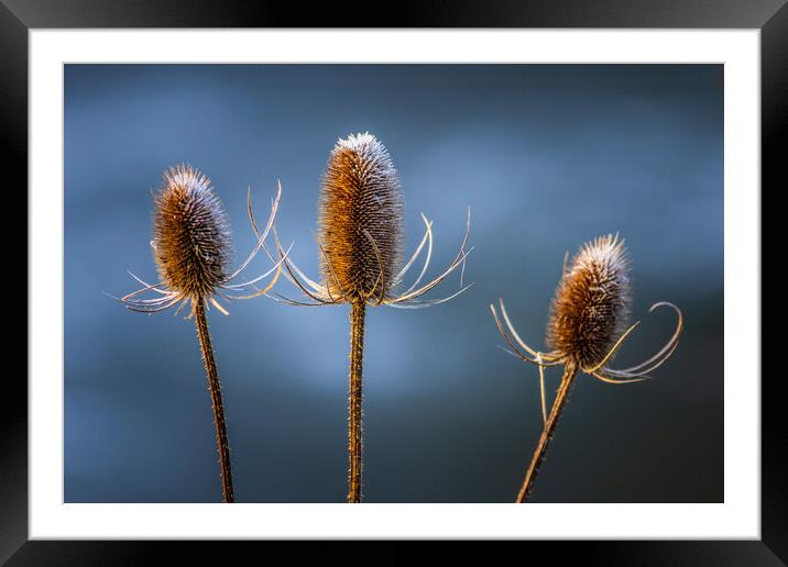 Thistle  Framed Mounted Print by chris smith