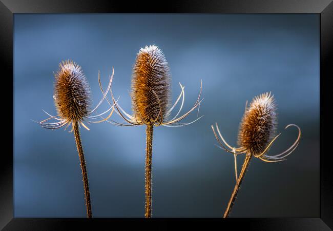 Thistle  Framed Print by chris smith