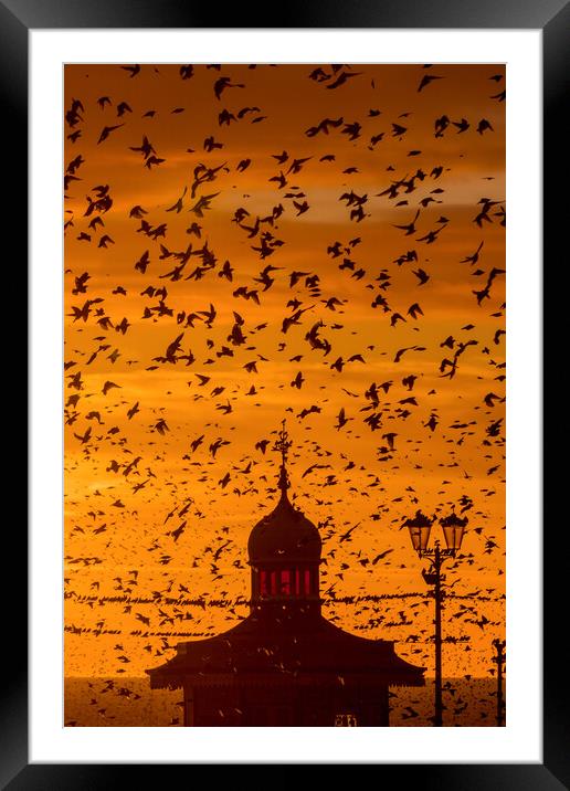 Starling murmuration Framed Mounted Print by chris smith