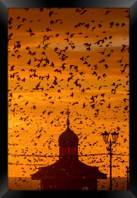 Starling murmuration Framed Print by chris smith