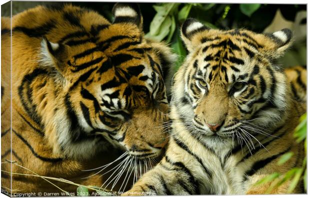 Sumatran Tigers - Panthera tigris sumatrae Canvas Print by Darren Wilkes