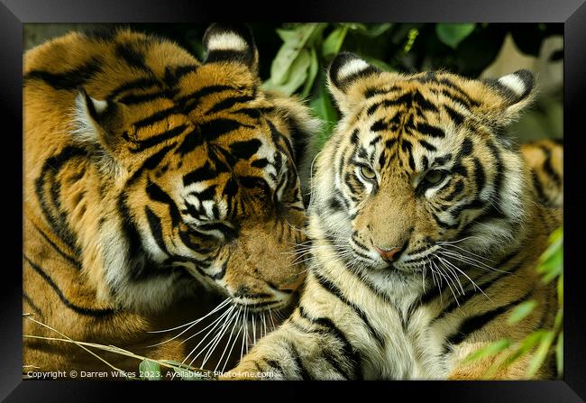 Sumatran Tigers - Panthera tigris sumatrae Framed Print by Darren Wilkes