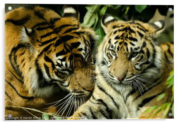 Sumatran Tigers - Panthera tigris sumatrae Acrylic by Darren Wilkes