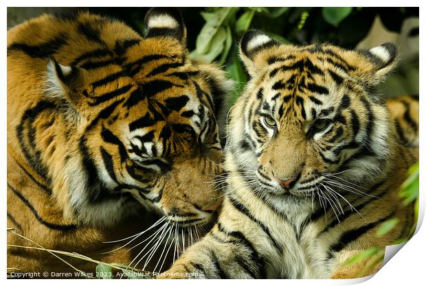 Sumatran Tigers - Panthera tigris sumatrae Print by Darren Wilkes