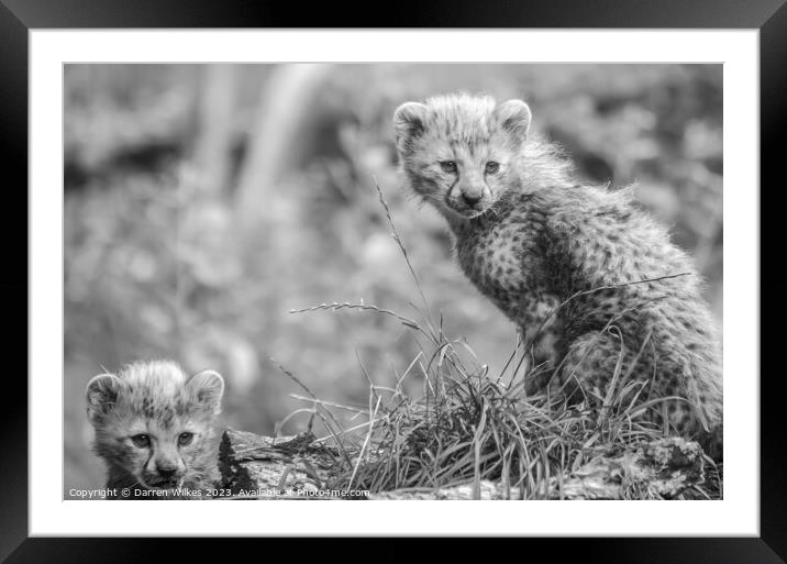 Fluffy Furbabies Two Young Cheetah Cubs on the Afr Framed Mounted Print by Darren Wilkes