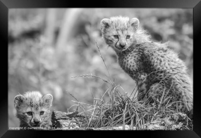 Fluffy Furbabies Two Young Cheetah Cubs on the Afr Framed Print by Darren Wilkes