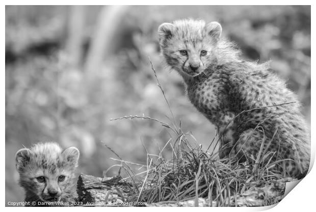 Fluffy Furbabies Two Young Cheetah Cubs on the Afr Print by Darren Wilkes