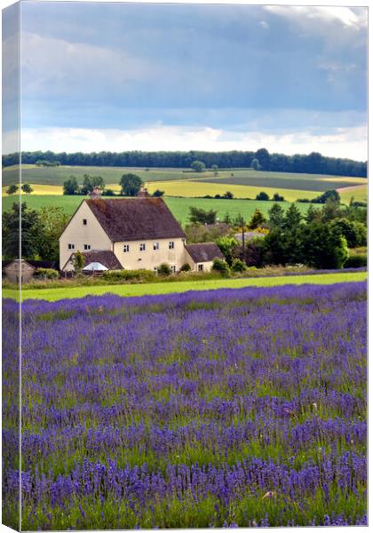 Lavender Field Summer Flowers Cotswolds England Canvas Print by Andy Evans Photos