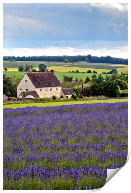 Lavender Field Summer Flowers Cotswolds England Print by Andy Evans Photos