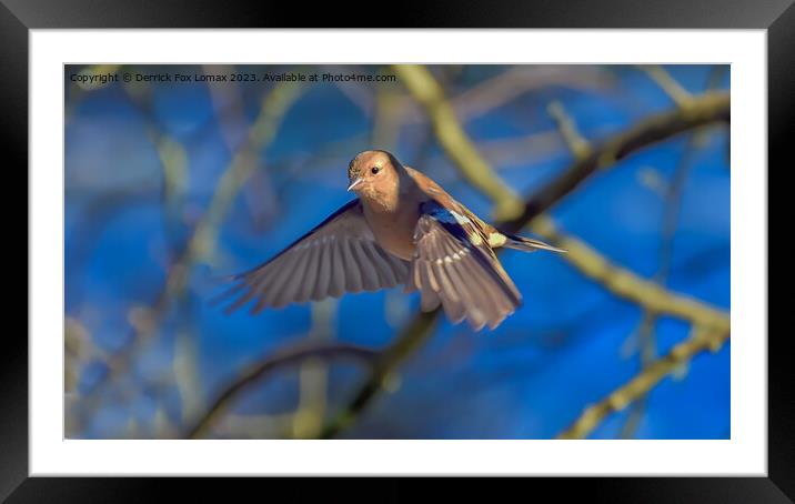  chaffinch in flight Framed Mounted Print by Derrick Fox Lomax