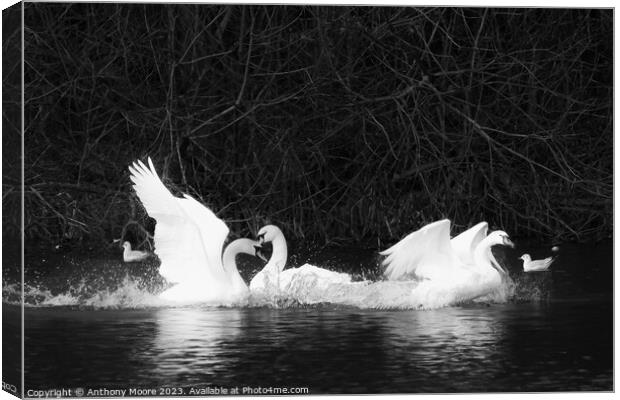 Swansong Canvas Print by Anthony Moore