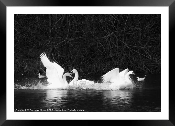Swansong Framed Mounted Print by Anthony Moore
