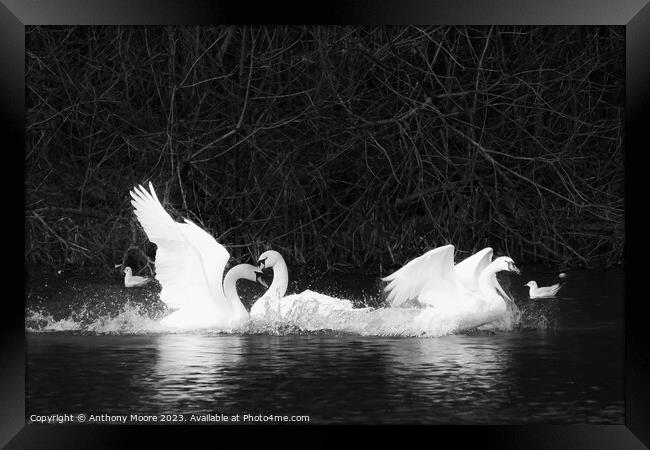 Swansong Framed Print by Anthony Moore
