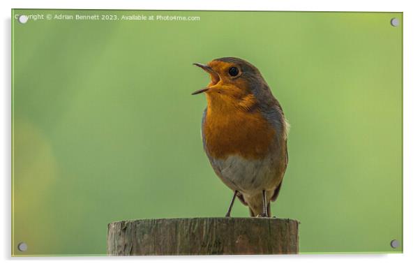 Mr Robin Acrylic by Adrian Bennett