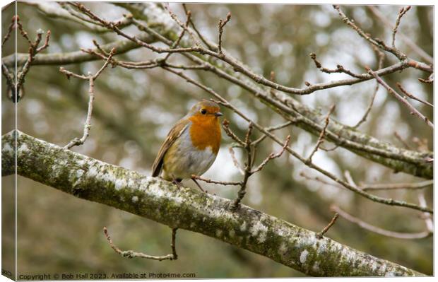 Robin in tree Canvas Print by Bob Hall