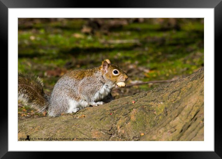 Nutty squirrel Framed Mounted Print by Bob Hall