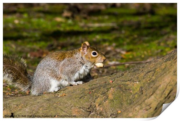 Nutty squirrel Print by Bob Hall