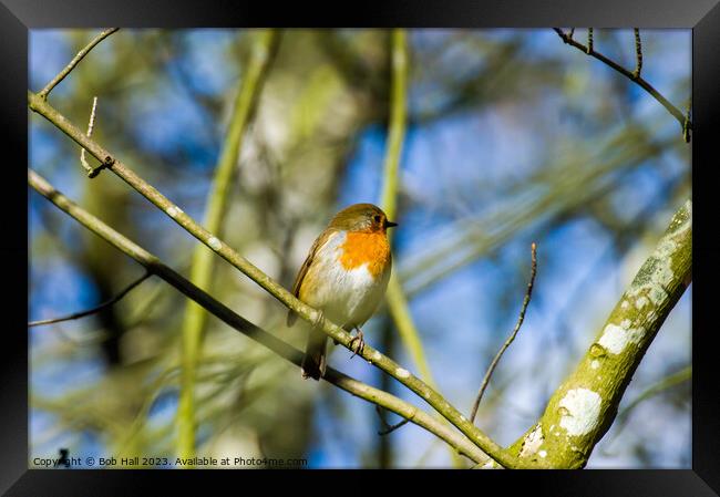 Robin blue sky Framed Print by Bob Hall