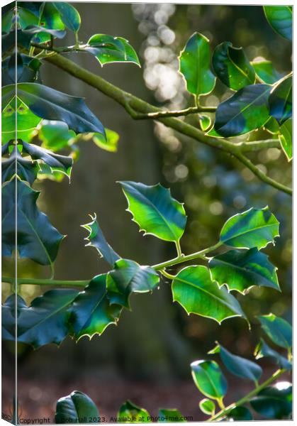 Holly Canvas Print by Bob Hall