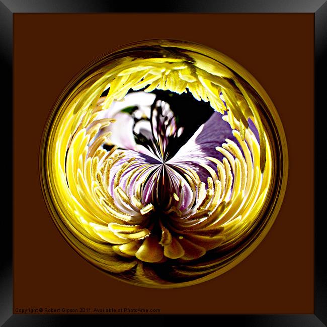 Spherical Paperweight Lobellia Framed Print by Robert Gipson