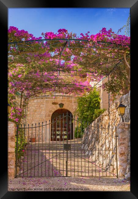 Metal gate entrance of an mediterranean house with beautiful bougainvillea  Framed Print by Alex Winter