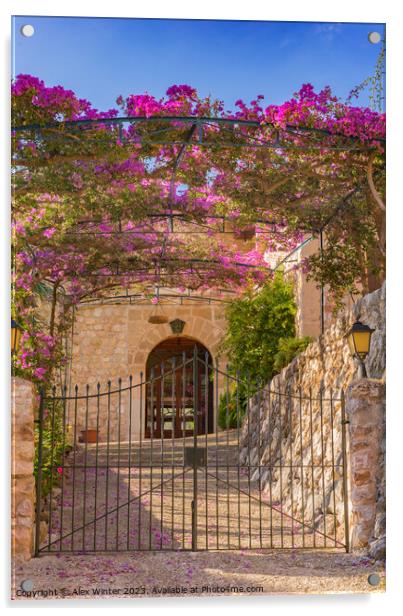Metal gate entrance of an mediterranean house with beautiful bougainvillea  Acrylic by Alex Winter